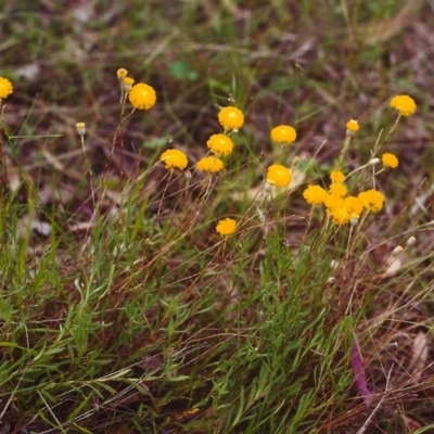 Leptorhynchos squamatus (Scaly Buttons) at Conder, ACT - 17 Nov 2000 by MichaelBedingfield