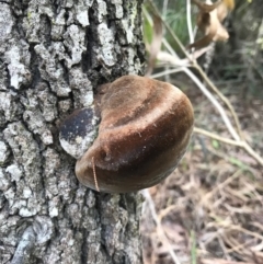 Phellinus sp. (Phellinus sp.) at Berrambool, NSW - 16 Sep 2017 by AaronClausen