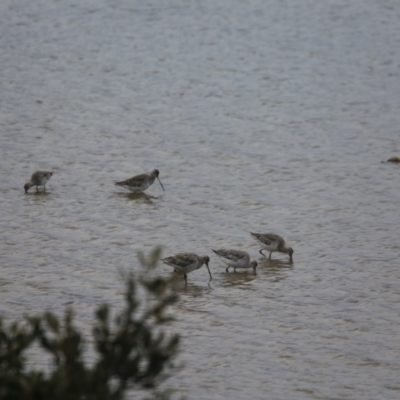 Limosa lapponica (Bar-tailed Godwit) at Merimbula, NSW - 16 Sep 2017 by ibaird