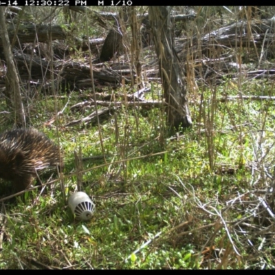 Tachyglossus aculeatus (Short-beaked Echidna) at Merimbula, NSW - 14 Sep 2017 by DeanAnsell