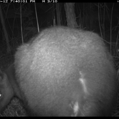 Wallabia bicolor (Swamp Wallaby) at Merimbula, NSW - 12 Sep 2017 by ibaird