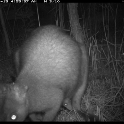 Wallabia bicolor (Swamp Wallaby) at Merimbula, NSW - 14 Sep 2017 by ibaird