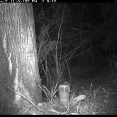 Antechinus agilis (Agile Antechinus) at Merimbula, NSW - 12 Sep 2017 by ibaird