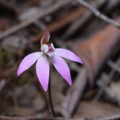 Caladenia fuscata (Dusky Fingers) at Canberra Central, ACT - 16 Sep 2017 by RobertD