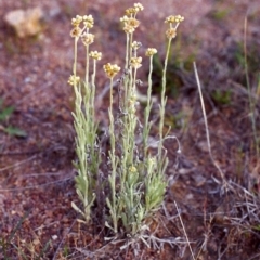 Pseudognaphalium luteoalbum (Jersey Cudweed) at Conder, ACT - 22 Nov 1999 by MichaelBedingfield