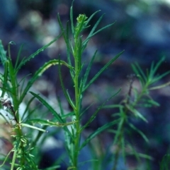 Senecio diaschides (Erect Groundsel) at Rob Roy Range - 19 Dec 2000 by MichaelBedingfield