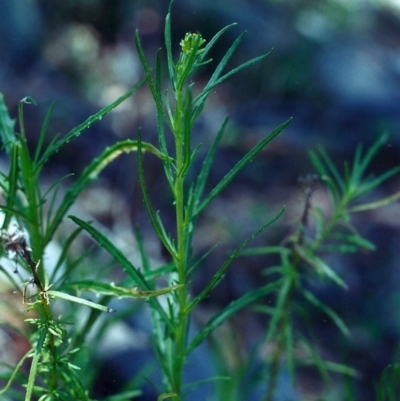 Senecio diaschides (Erect Groundsel) at Rob Roy Range - 19 Dec 2000 by MichaelBedingfield