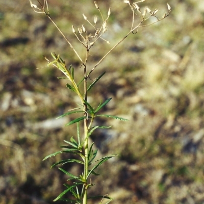 Senecio diaschides (Erect Groundsel) at Conder, ACT - 3 Aug 2001 by MichaelBedingfield