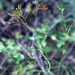 Senecio sp. (A Fireweed) at Conder, ACT - 20 Nov 2000 by michaelb