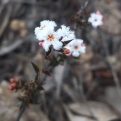 Leucopogon virgatus (Common Beard-heath) at Kambah, ACT - 17 Sep 2017 by George