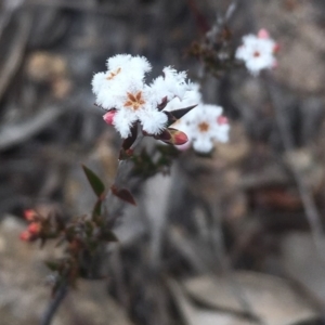 Leucopogon virgatus at Kambah, ACT - 17 Sep 2017