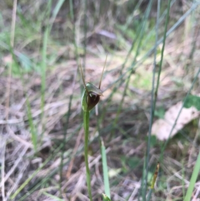 Pterostylis pedunculata (Maroonhood) at Merimbula, NSW - 17 Sep 2017 by AaronClausen