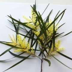 Acacia floribunda at Hughes, ACT - 17 Sep 2017