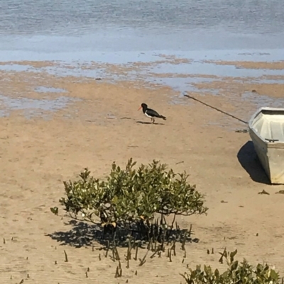 Haematopus longirostris (Australian Pied Oystercatcher) at Merimbula, NSW - 17 Sep 2017 by AaronClausen