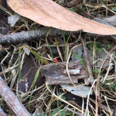 Trombidiidae (family) (Red velvet mite) at Mirador, NSW - 17 Sep 2017 by lyndz