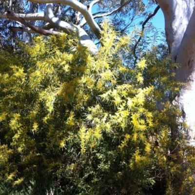 Acacia rubida (Red-stemmed Wattle, Red-leaved Wattle) at Hughes, ACT - 16 Sep 2017 by ruthkerruish