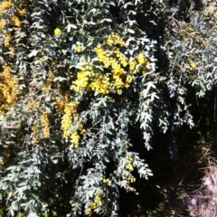 Acacia baileyana (Cootamundra Wattle, Golden Mimosa) at Hughes, ACT - 16 Sep 2017 by ruthkerruish