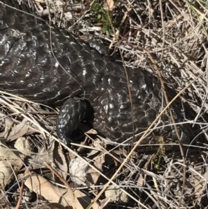 Tiliqua rugosa at Bungendore, NSW - 17 Sep 2017