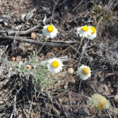 Leucochrysum albicans subsp. tricolor (Hoary Sunray) at Farrer Ridge - 17 Sep 2017 by Mike