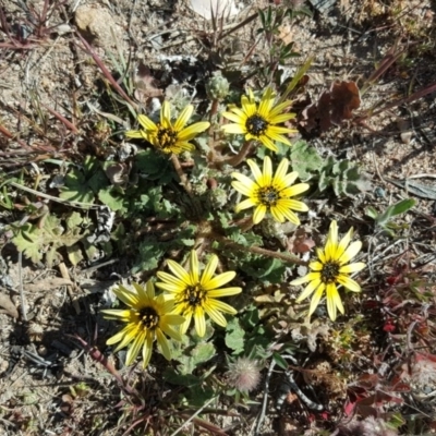 Arctotheca calendula (Capeweed, Cape Dandelion) at Farrer, ACT - 17 Sep 2017 by Mike