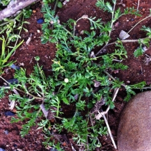 Cotula australis at Hughes, ACT - 9 Sep 2017