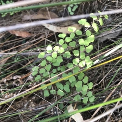 Adiantum aethiopicum (Common Maidenhair Fern) at Bournda, NSW - 17 Sep 2017 by AaronClausen