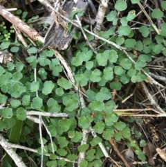 Adiantum aethiopicum (Common Maidenhair Fern) at Bournda, NSW - 17 Sep 2017 by AaronClausen