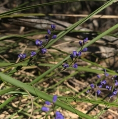 Comesperma volubile (Love Creeper) at Bournda, NSW - 17 Sep 2017 by AaronClausen