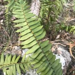 Pellaea falcata (Sickle Fern) at Bournda, NSW - 17 Sep 2017 by AaronClausen