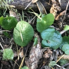 Corybas fimbriatus at Bournda Environment Education Centre - 17 Sep 2017 by AaronClausen