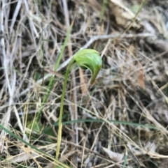 Pterostylis nutans (Nodding Greenhood) at Bournda, NSW - 17 Sep 2017 by AaronClausen