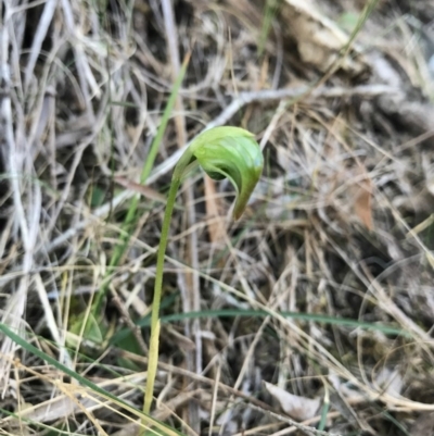 Pterostylis nutans (Nodding Greenhood) at Bournda, NSW - 17 Sep 2017 by AaronClausen