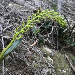 Dendrobium speciosum (Rock Lily) at Bournda, NSW - 17 Sep 2017 by AaronClausen