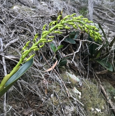 Dendrobium speciosum (Rock Lily) at Bournda, NSW - 17 Sep 2017 by AaronClausen