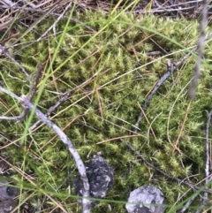 Unidentified Moss, Liverwort or Hornwort at Bournda, NSW - 17 Sep 2017 by AaronClausen