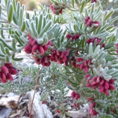 Grevillea lanigera (Woolly Grevillea) at Molonglo Valley, ACT - 2 Aug 2017 by AndyRussell