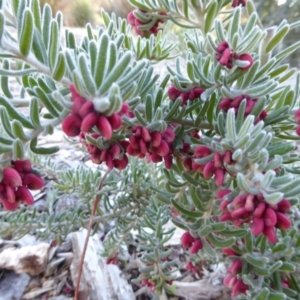 Grevillea lanigera at Molonglo Valley, ACT - 2 Aug 2017 03:59 PM