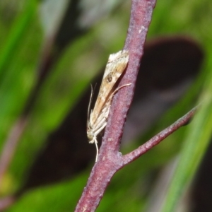 Hellula hydralis at Goorooyarroo NR (ACT) - 6 Nov 2016 11:00 AM