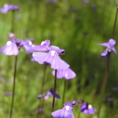 Utricularia dichotoma (Fairy Aprons, Purple Bladderwort) at Goorooyarroo NR (ACT) - 6 Nov 2016 by RyuCallaway