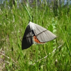 Gastrophora henricaria (Fallen-bark Looper, Beautiful Leaf Moth) at Goorooyarroo NR (ACT) - 6 Nov 2016 by ArcherCallaway