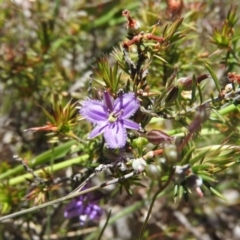 Thysanotus patersonii (Twining Fringe Lily) at Goorooyarroo NR (ACT) - 6 Nov 2016 by RyuCallaway