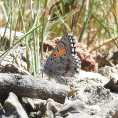 Lucia limbaria (Chequered Copper) at Goorooyarroo NR (ACT) - 6 Nov 2016 by RyuCallaway