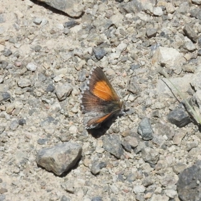 Lucia limbaria (Chequered Copper) at Goorooyarroo NR (ACT) - 6 Nov 2016 by RyuCallaway