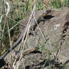 Egernia cunninghami (Cunningham's Skink) at Yass, NSW - 17 Sep 2017 by KShort