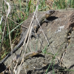 Egernia cunninghami at Yass, NSW - 17 Sep 2017