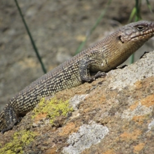 Egernia cunninghami at Yass, NSW - 17 Sep 2017