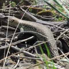 Egernia cunninghami (Cunningham's Skink) at Yass, NSW - 17 Sep 2017 by KShort