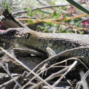 Egernia cunninghami at Yass, NSW - 17 Sep 2017