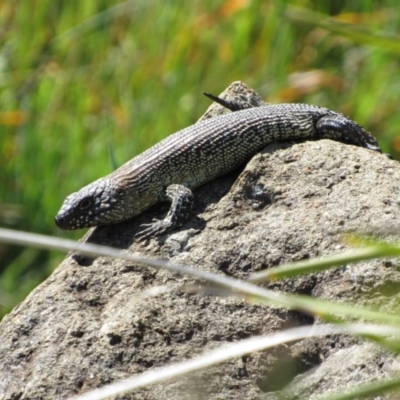 Egernia cunninghami (Cunningham's Skink) at Yass, NSW - 17 Sep 2017 by KShort