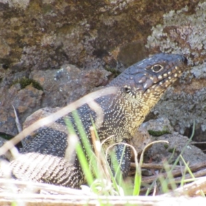 Egernia cunninghami at Yass, NSW - 17 Sep 2017 11:50 AM